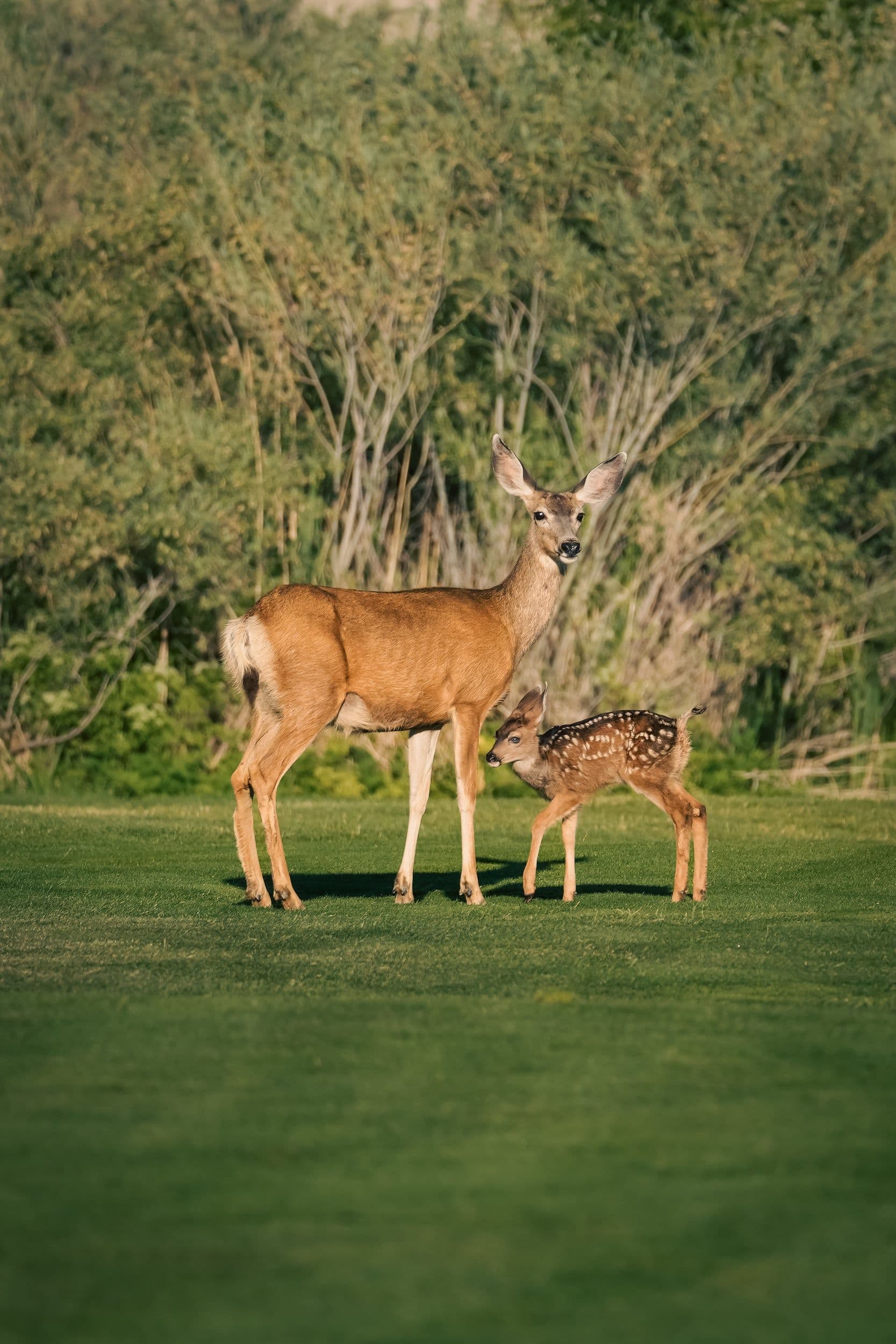 Animals