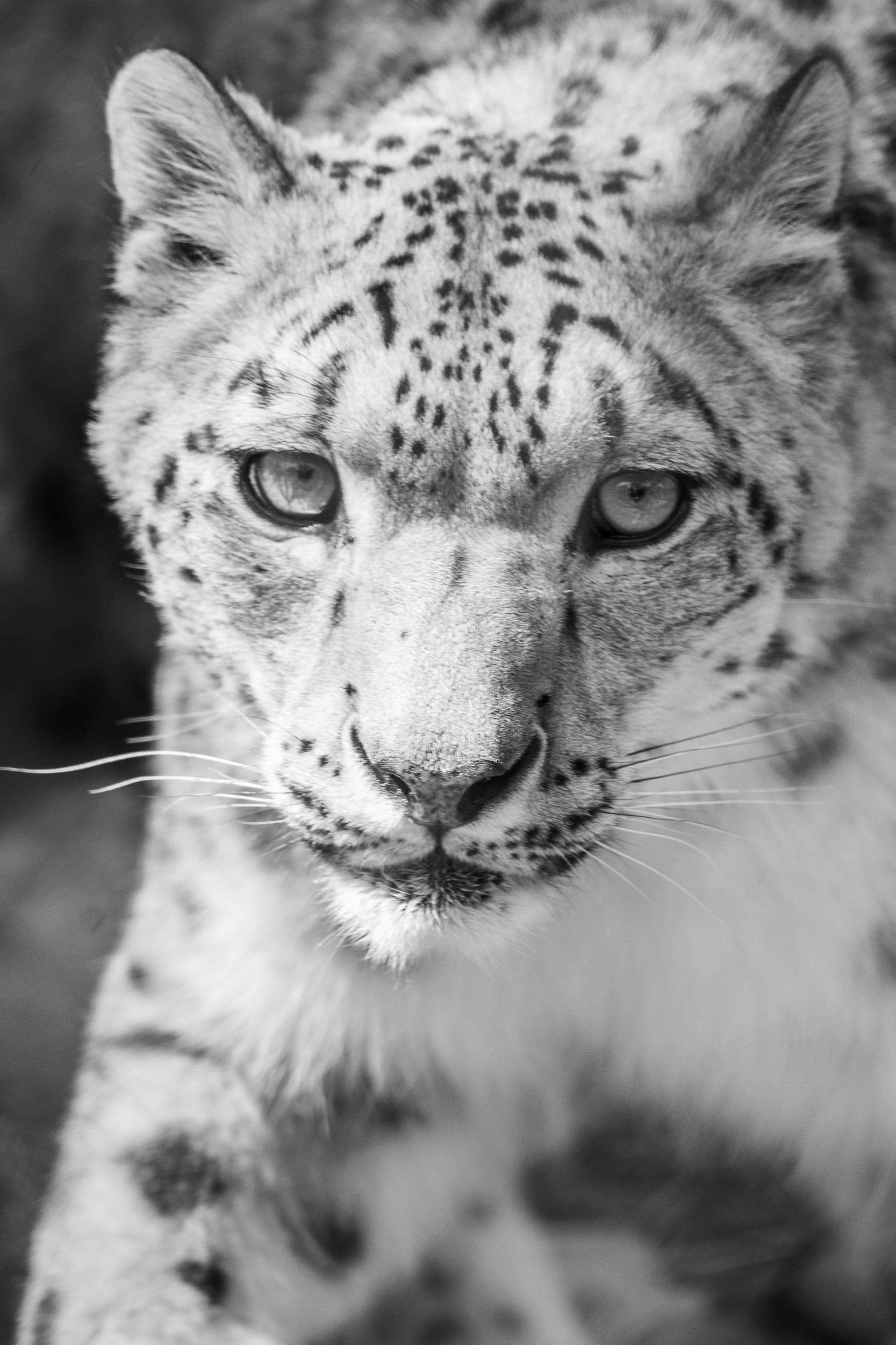 Animals