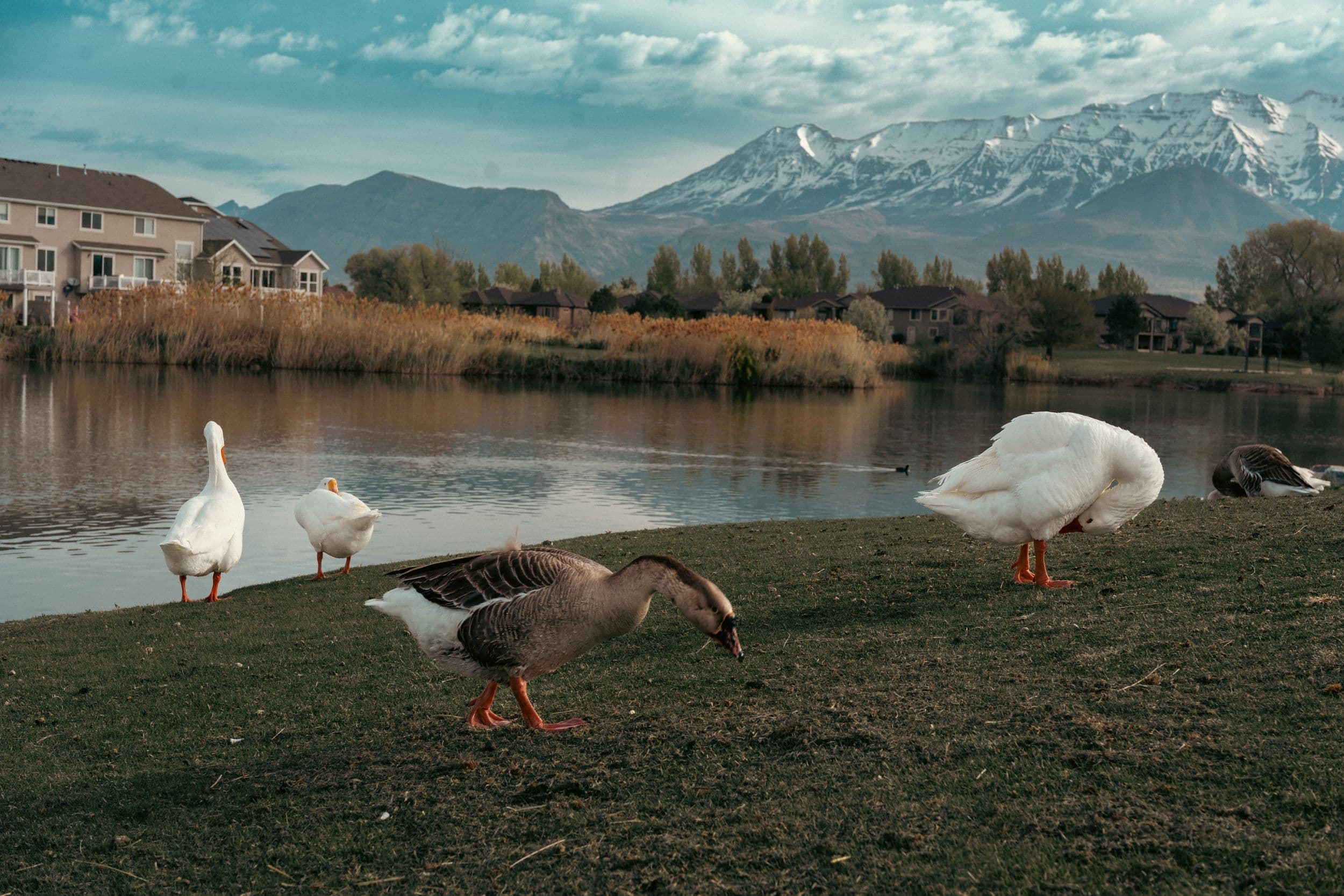 Animals
