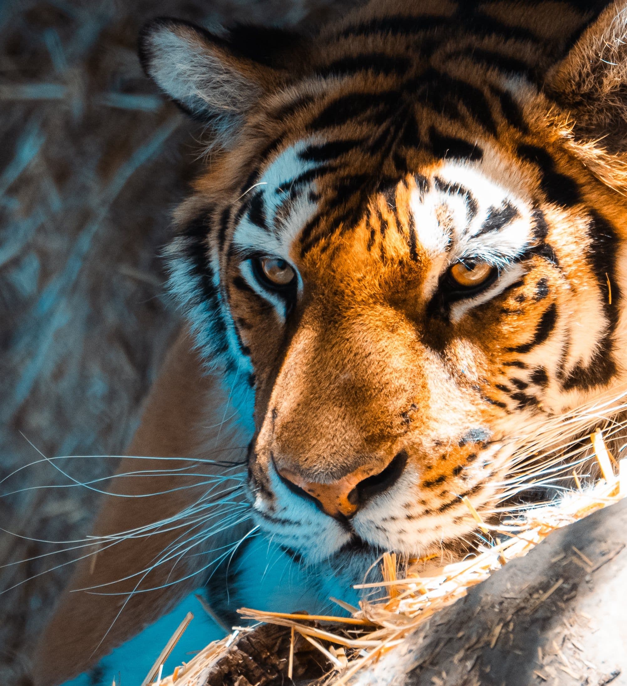 Animals